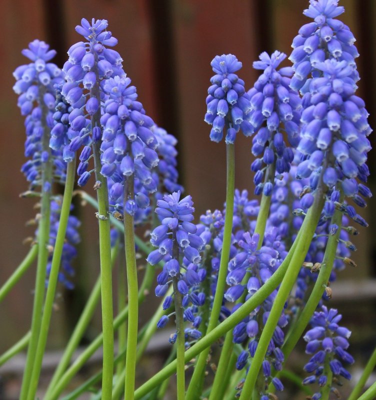 Мускари carneum