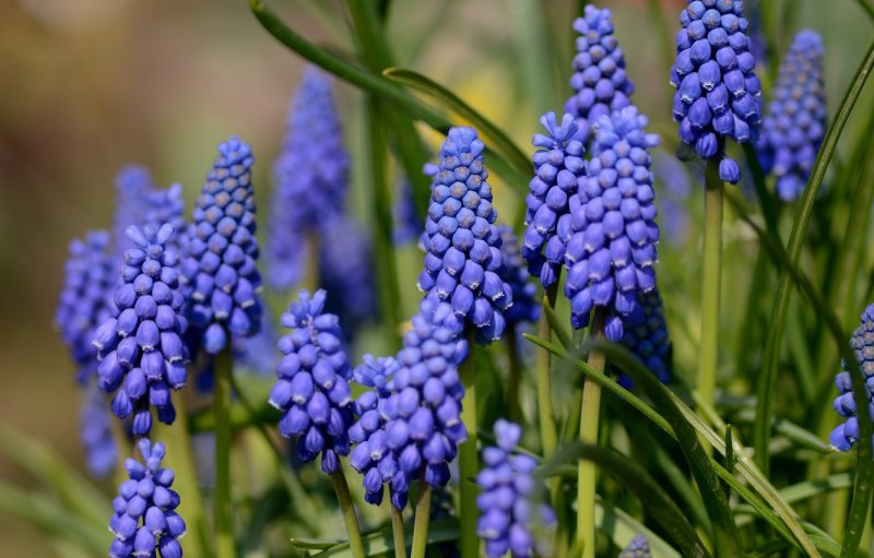 Мускари армянский Muscari armeniacum