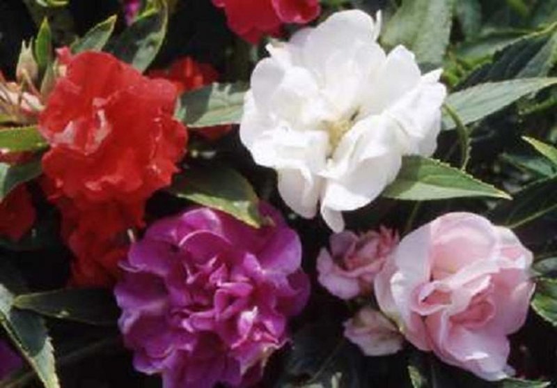 Бальзамин Impatiens Tom thumb