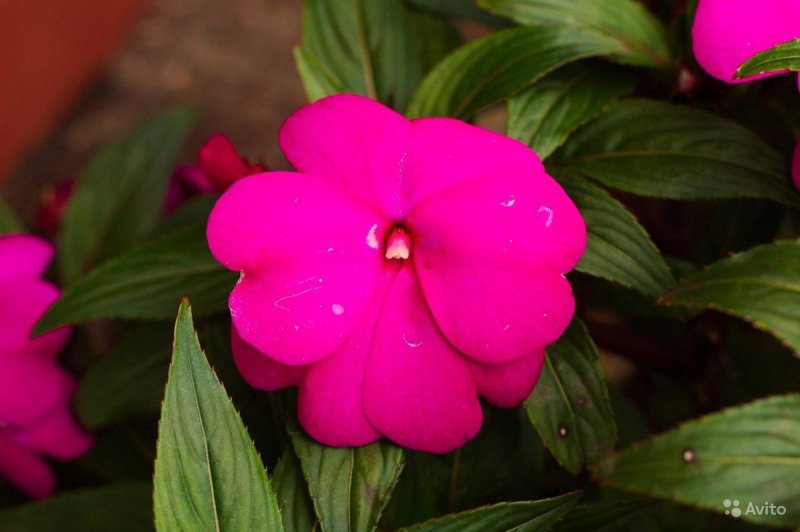 Бальзамин Impatiens