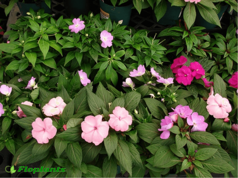 Бальзамин садовый - Impatiens balsamina
