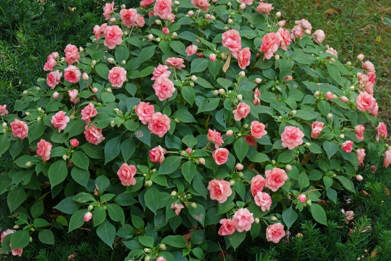 Impatiens walleriana