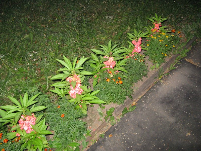 Бальзамин Sparkler Cherry