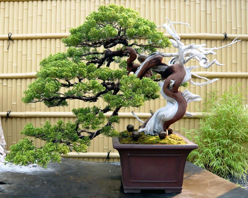 Дерево Pine Bonsai