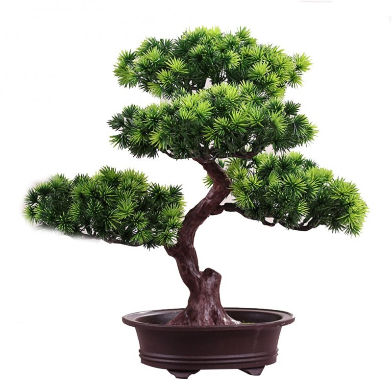 Дерево Pine Bonsai