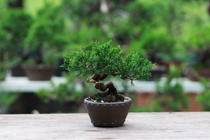 Дерево Pine Bonsai