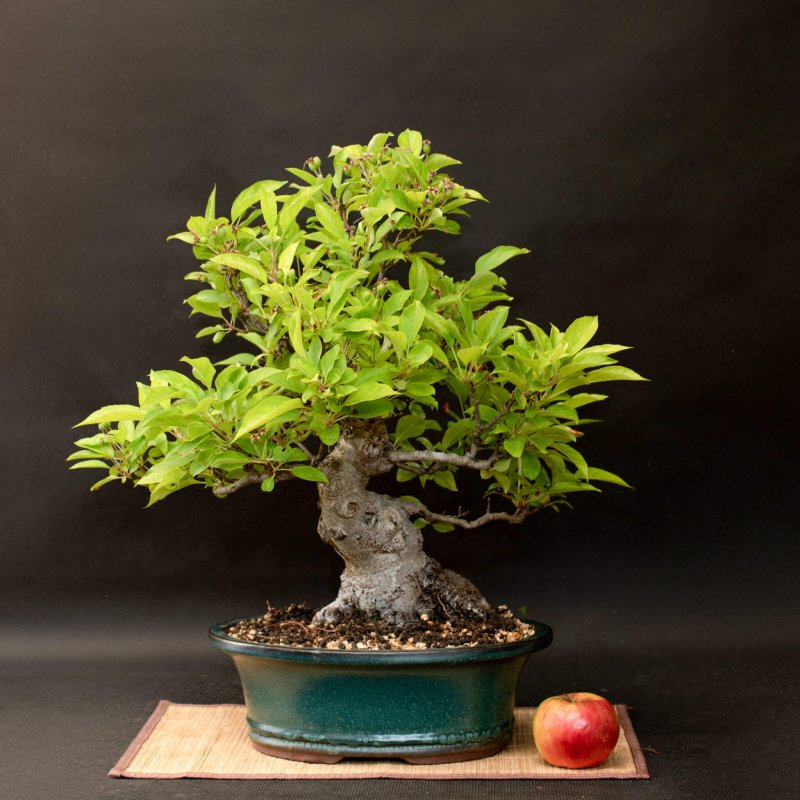 Бонсай (Bonsai) Mayot & Seemee