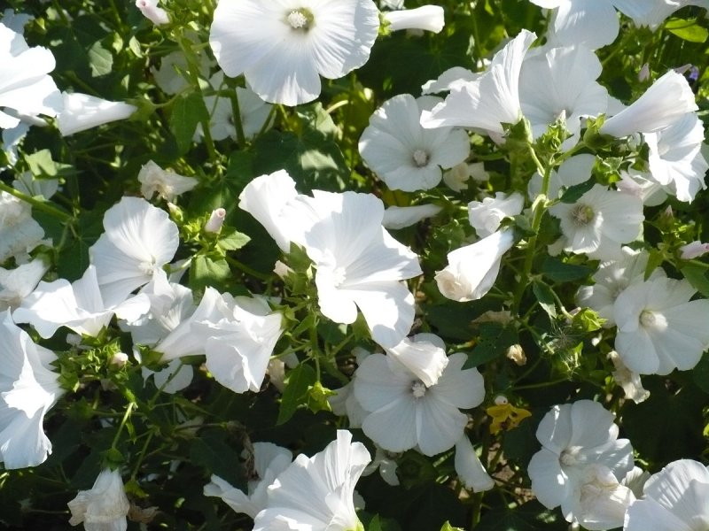 Лаватера (Lavatera)