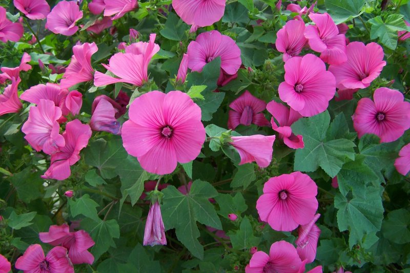 Lavatera trimestris