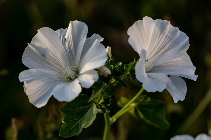 Лаватера (Lavatera)