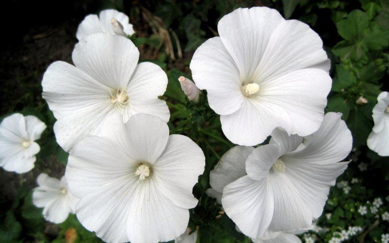 Лаватера (Lavatera)