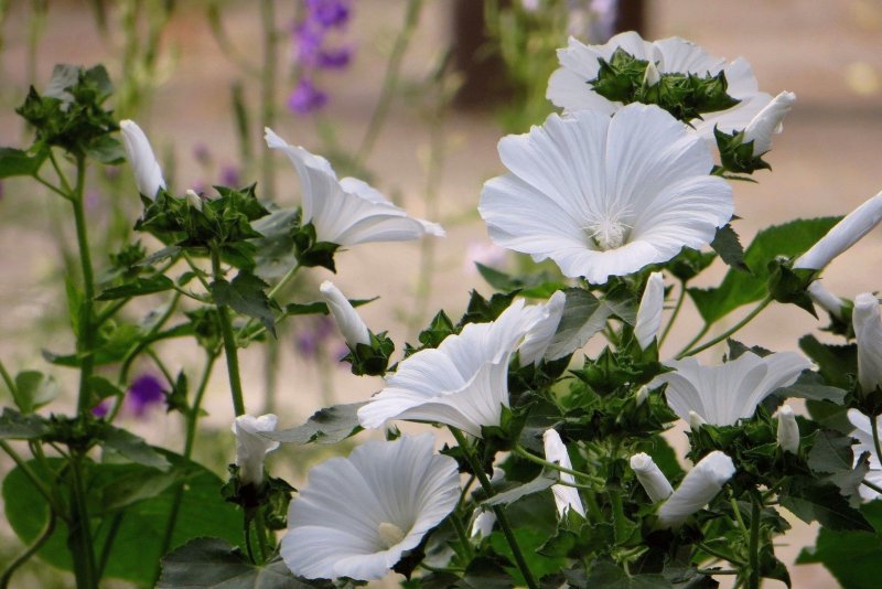 Мальва (хатьма тюрингенская, Lavatera thuringiaca l.)