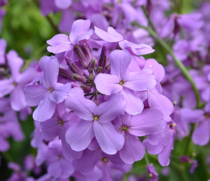 Вечерница Матроны (гесперис).