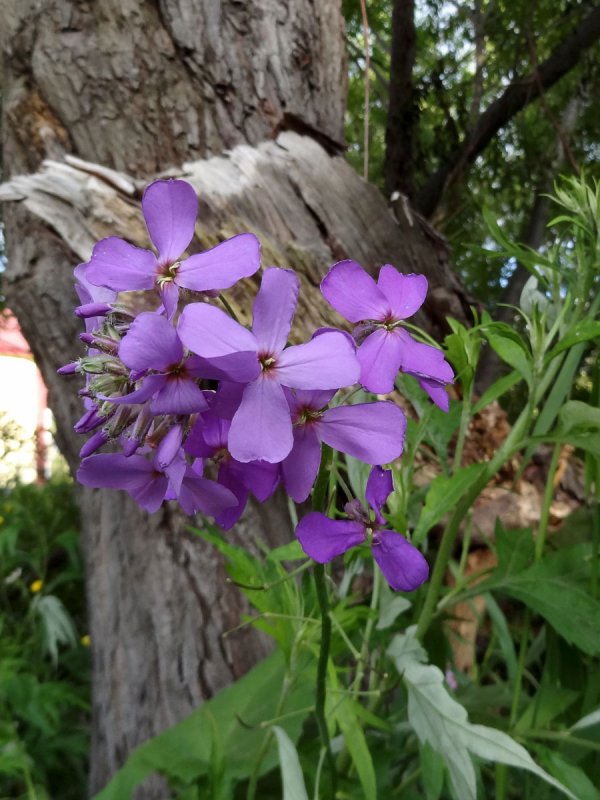 Вечерница Матроны (гесперис).