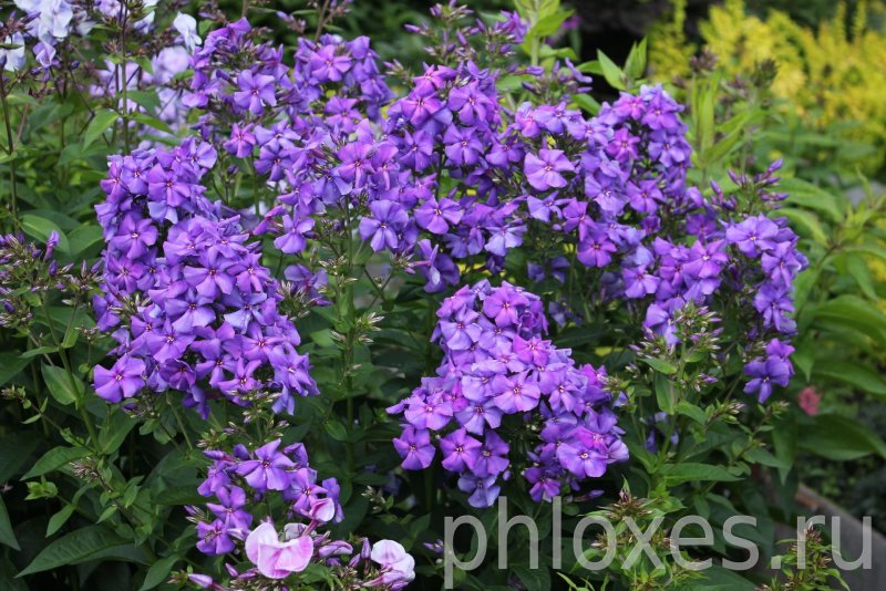 Hesperis matronalis