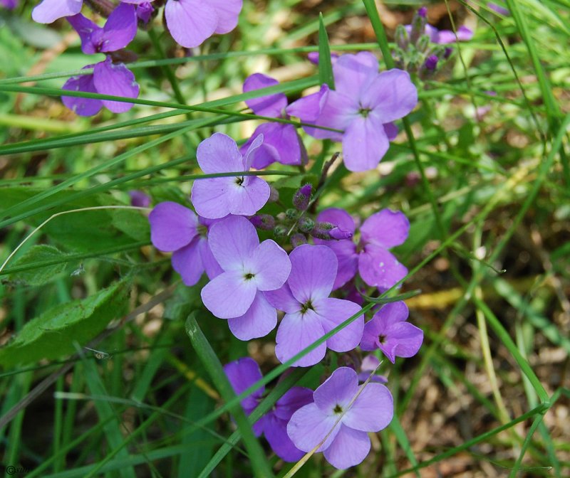 Hesperis matronalis