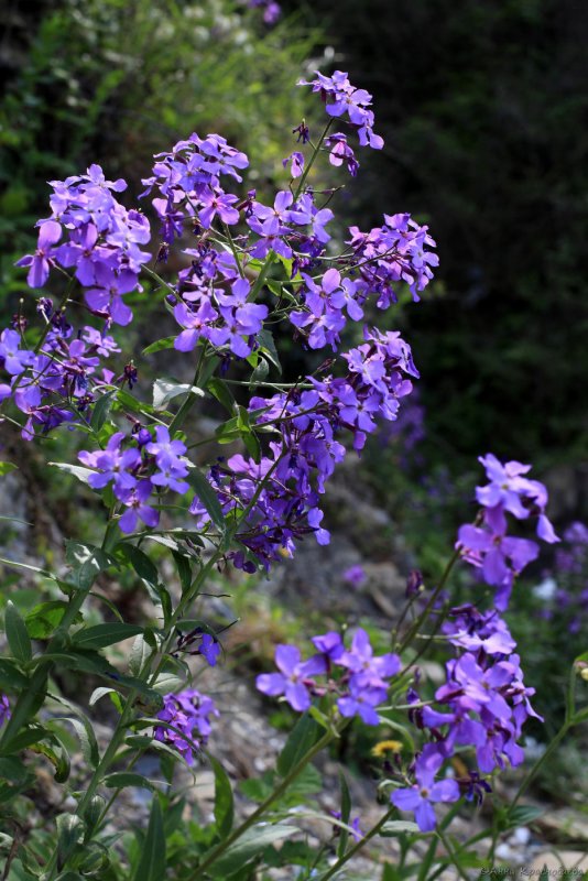Ночная фиалка – Hesperis matronalis