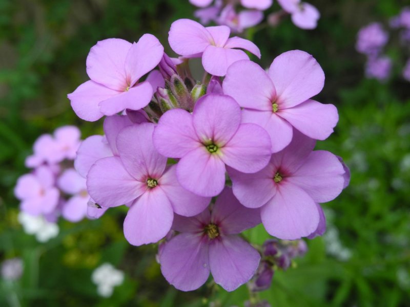 Вечерница ночная фиалка (Hesperis matronalis)