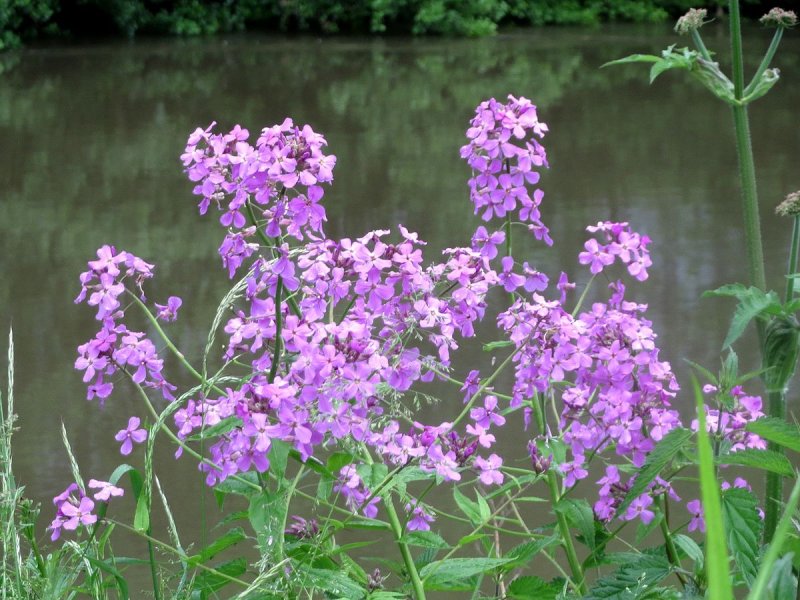 Вечерница Матроны ночная фиалка гесперис Hesperis matronalis