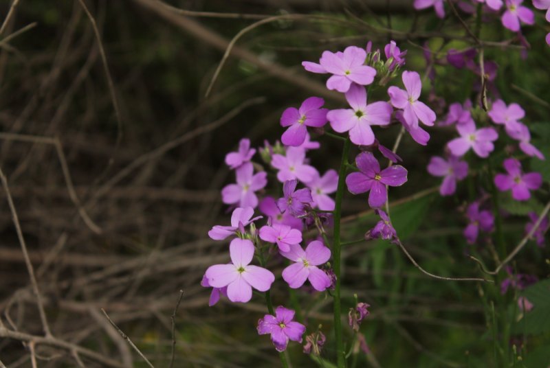 Hesperis matronalis Alba
