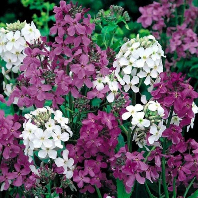 Левкой (Matthiola)