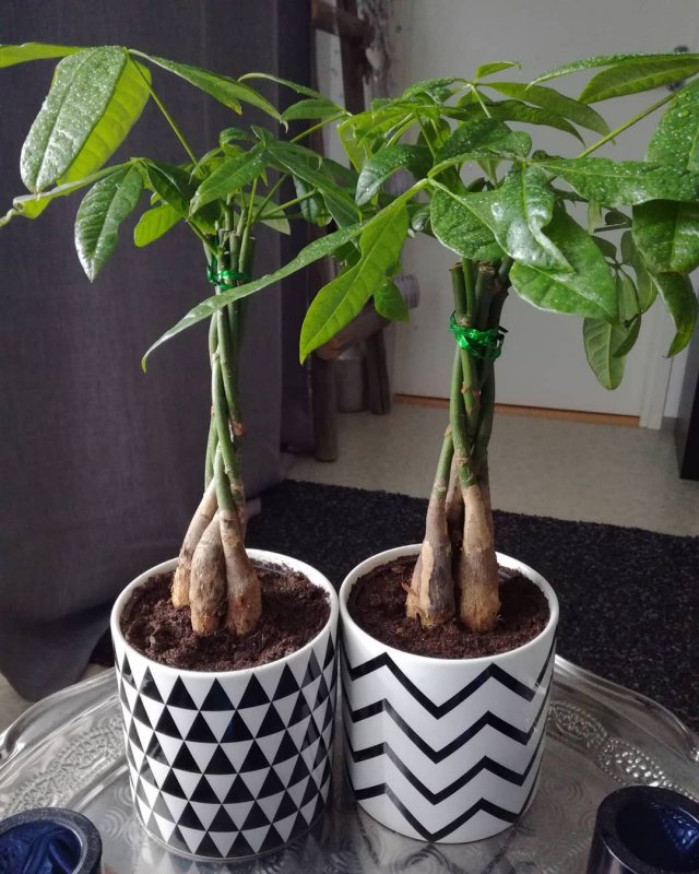 Пахира Акватика в природе