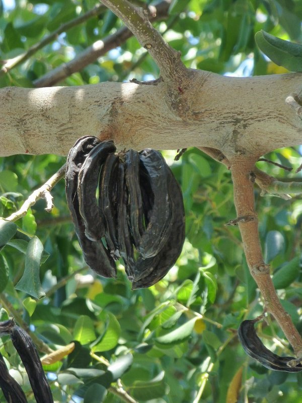 Carob Fruit дерево