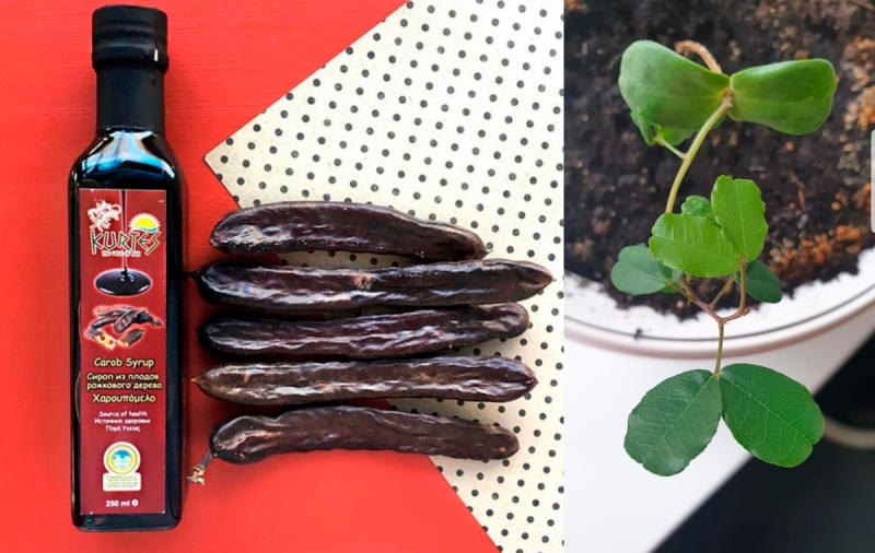 Carob Fruit дерево