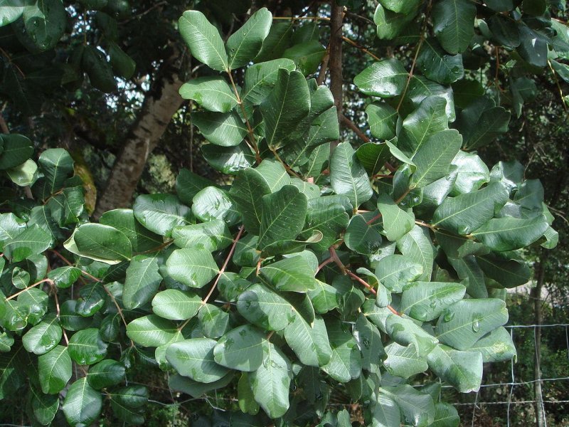 Ceratonia Siliqua рожковое дерево