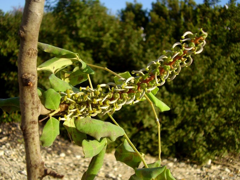 Лист Ceratonia Siliqua