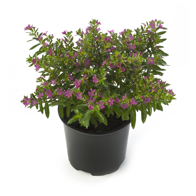 Куфея mexicana Lilac