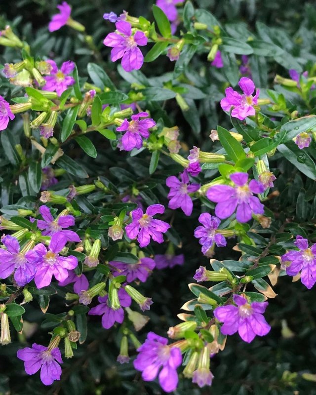 Куфея (144 фото)