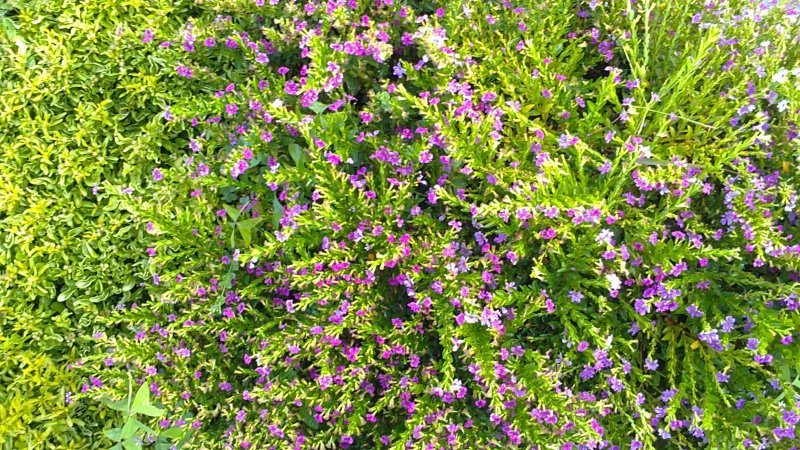 Cuphea hyssopifolia