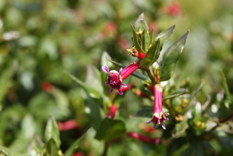 Куфея Myrto Pink, укорененные черенки