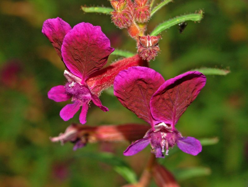 Цветок Cuphea hyssopifolia