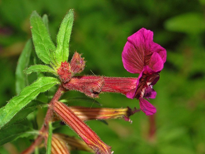 Куфея (Cuphea anagalloidea)