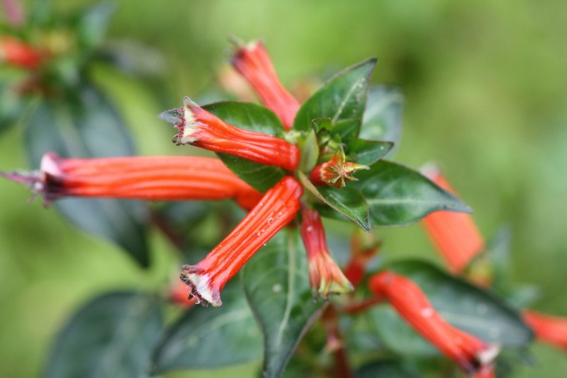 Cuphea Ignea