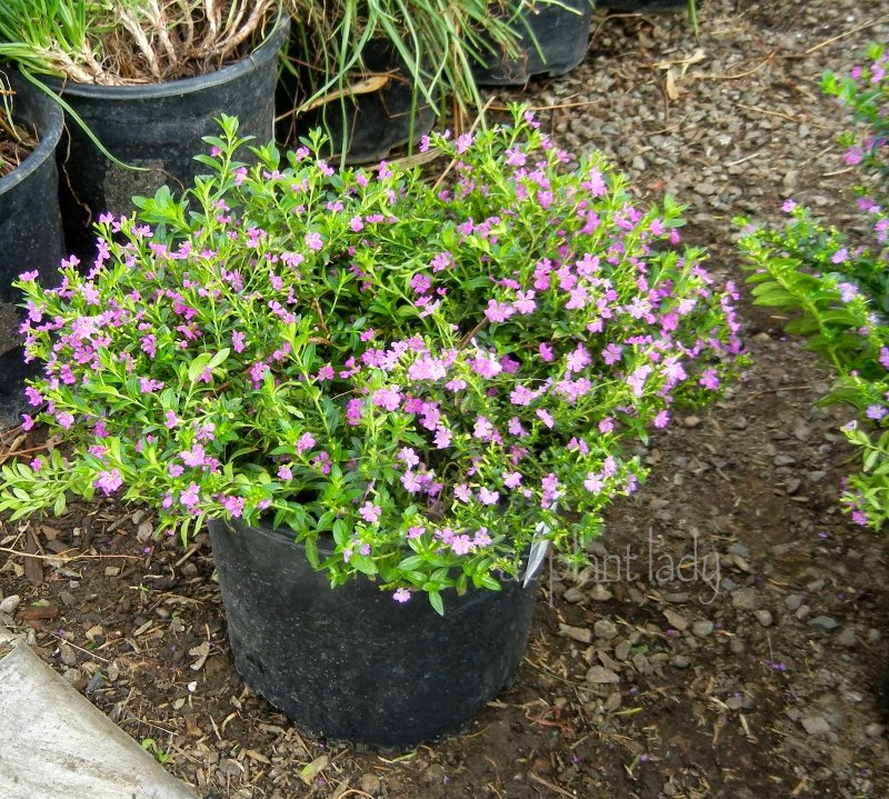 Куфея Myrto Purple
