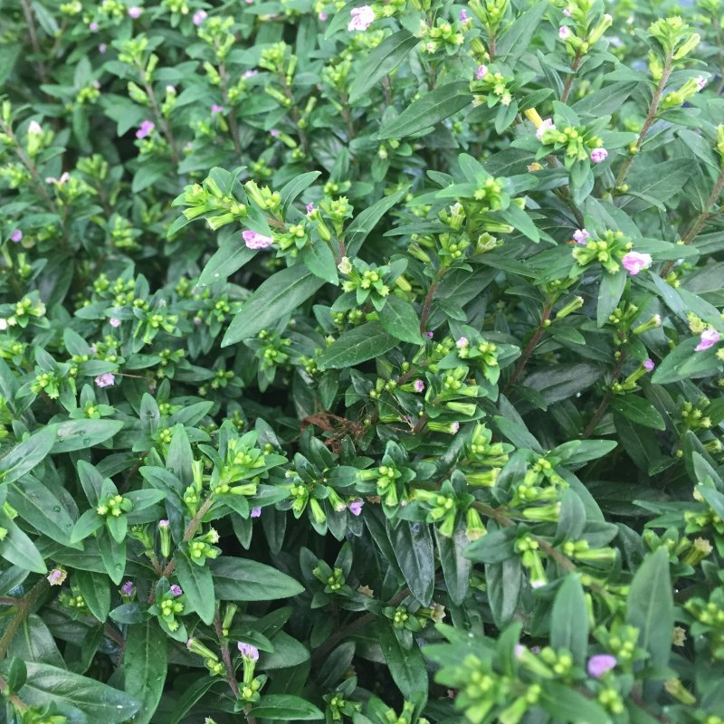 Cuphea hyssopifolia