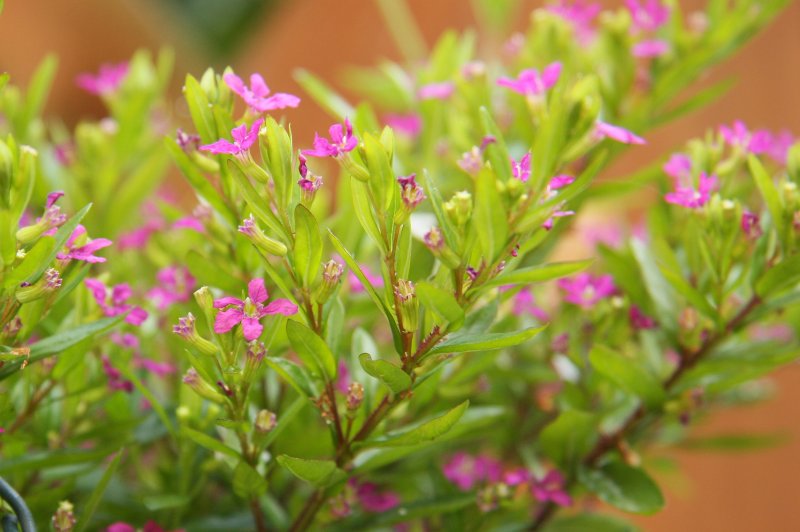 Гвоздика hyssopifolia
