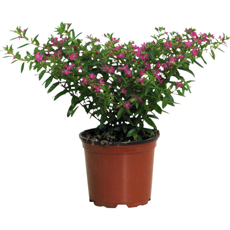 Куфея Myrto Pink