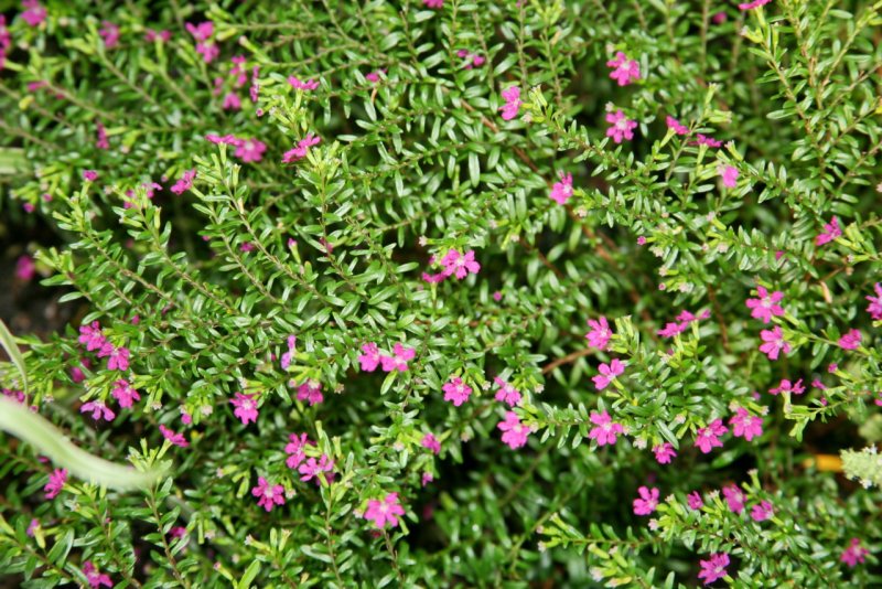 Mexican Heather Cuphea hyssopifolia