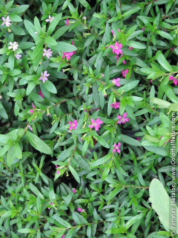 Куфея иссополистная Cuphea hyssopifolia
