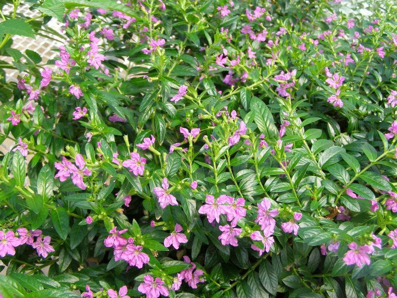 Mexican Heather Cuphea hyssopifolia