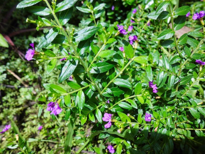 Cuphea hyssopifolia