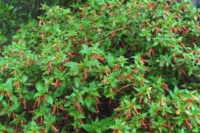 Куфея Cuphea Cupid Purple