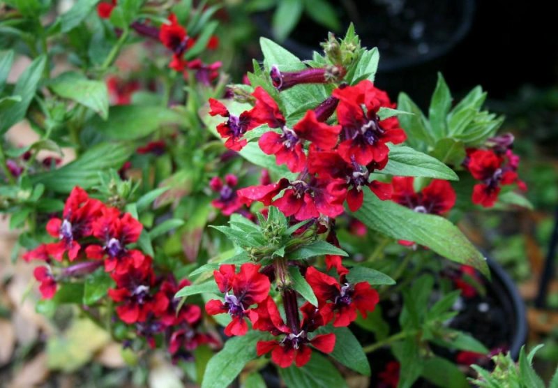 Куфея Myrto Purple