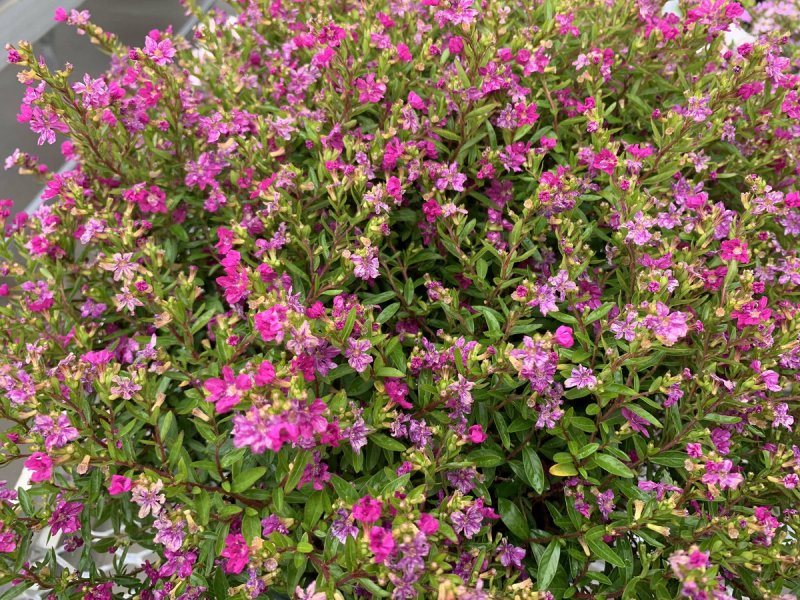 Куфея Myrto Purple