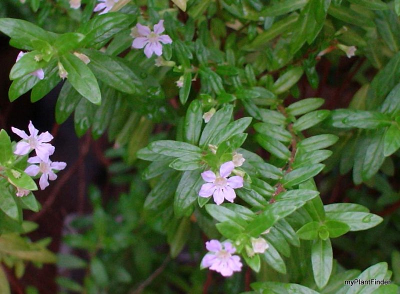 Cuphea hyssopifolia Bonsai