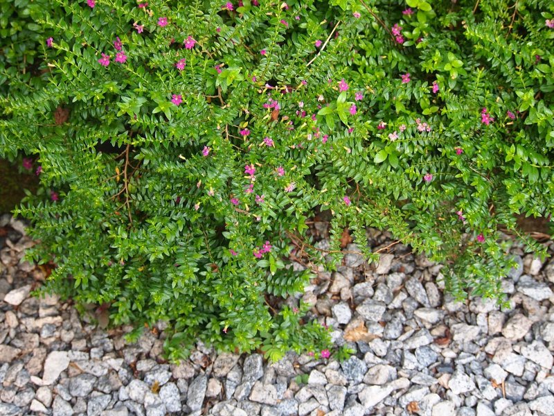 Cuphea hyssopifolia уход в саду